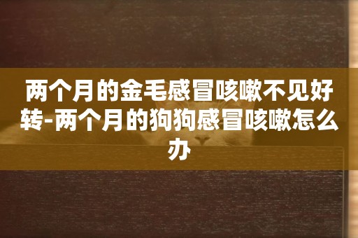 兩個月的金毛感冒咳嗽不見好轉-兩個月的狗狗感冒咳嗽怎么辦