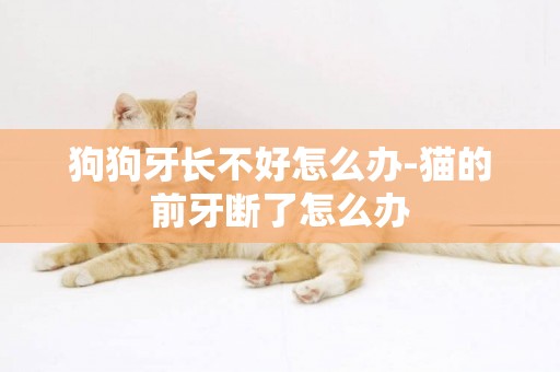 狗狗牙長不好怎么辦-貓的前牙斷了怎么辦