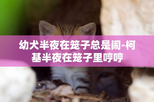 幼犬半夜在籠子總是鬧-柯基半夜在籠子里哼哼