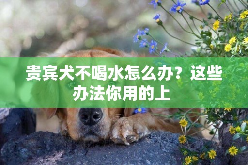 貴賓犬不喝水怎么辦？這些辦法你用的上 