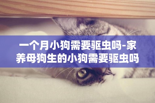 一個月小狗需要驅蟲嗎-家養母狗生的小狗需要驅蟲嗎