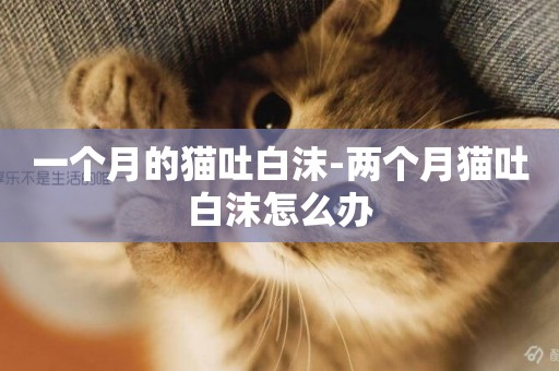 一個月的貓吐白沫-兩個月貓吐白沫怎么辦