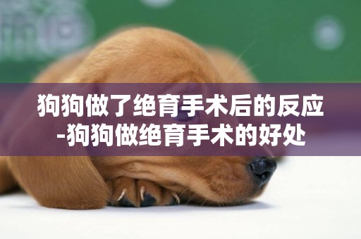 狗狗做了絕育手術后的反應-狗狗做絕育手術的好處