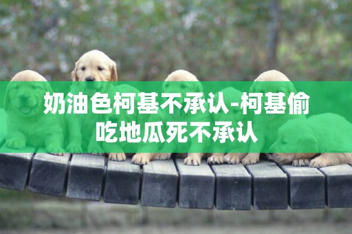 奶油色柯基不承認-柯基偷吃地瓜死不承認