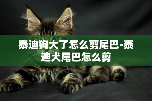 泰迪狗大了怎么剪尾巴-泰迪犬尾巴怎么剪