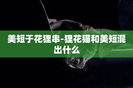 美短于花貍串-貍花貓和美短混出什么