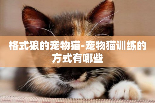 格式狼的寵物貓-寵物貓訓練的方式有哪些