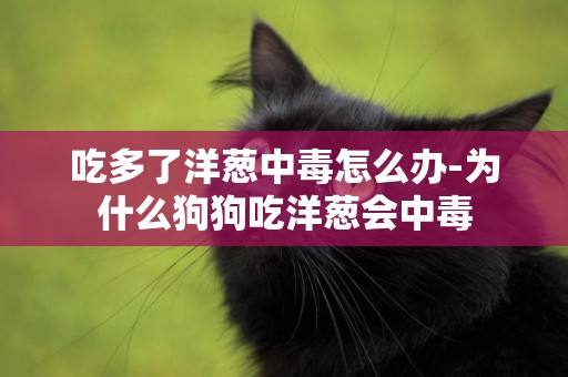 吃多了洋蔥中毒怎么辦-為什么狗狗吃洋蔥會中毒