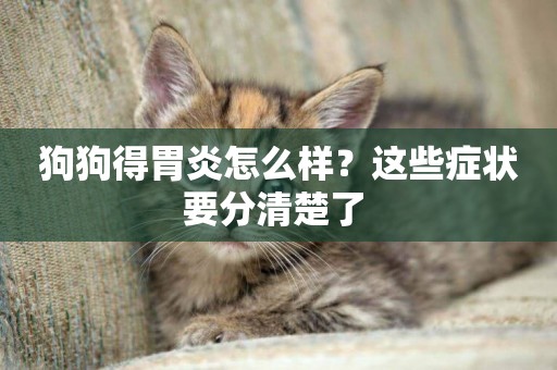 狗狗得胃炎怎么樣？這些癥狀要分清楚了 