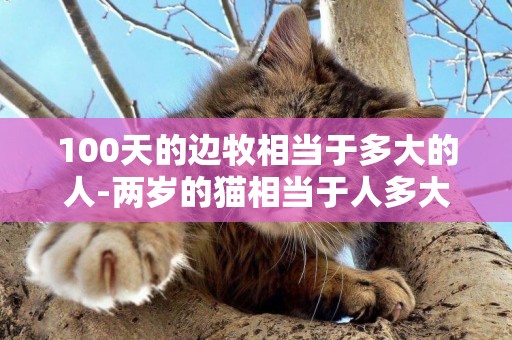 100天的邊牧相當于多大的人-兩歲的貓相當于人多大