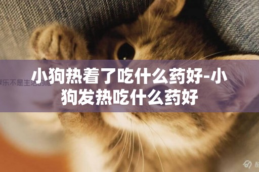 小狗熱著了吃什么藥好-小狗發熱吃什么藥好