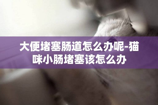 大便堵塞腸道怎么辦呢-貓咪小腸堵塞該怎么辦