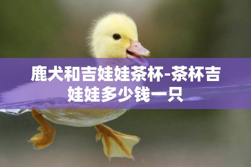 鹿犬和吉娃娃茶杯-茶杯吉娃娃多少錢一只