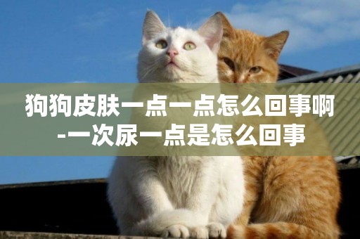 狗狗皮膚一點一點怎么回事啊-一次尿一點是怎么回事