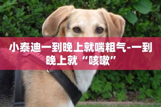 小泰迪一到晚上就喘粗氣-一到晚上就“咳嗽”