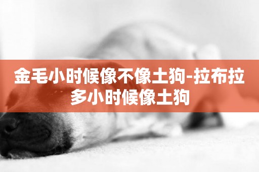 金毛小時候像不像土狗-拉布拉多小時候像土狗
