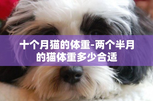 十個月貓的體重-兩個半月的貓體重多少合適