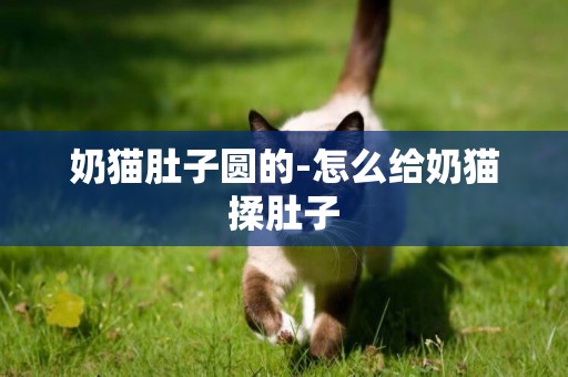 奶貓肚子圓的-怎么給奶貓揉肚子