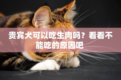 貴賓犬可以吃生肉嗎？看看不能吃的原因吧 