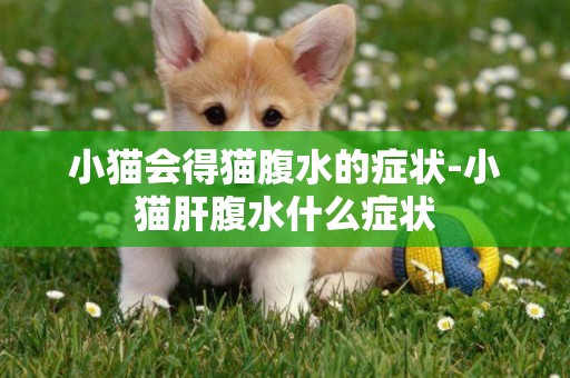 小貓會得貓腹水的癥狀-小貓肝腹水什么癥狀