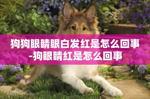狗狗眼睛眼白發紅是怎么回事-狗眼睛紅是怎么回事