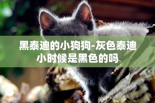 黑泰迪的小狗狗-灰色泰迪小時候是黑色的嗎