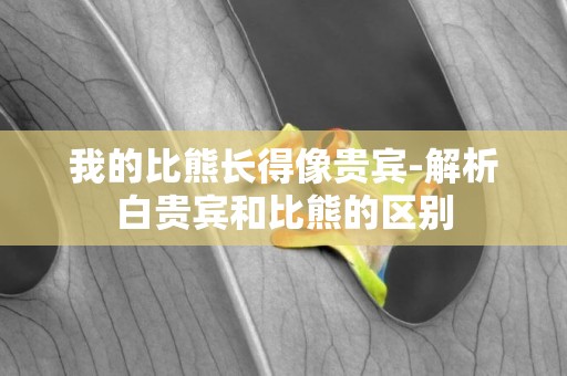 我的比熊長得像貴賓-解析白貴賓和比熊的區別