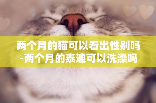 兩個月的貓可以看出性別嗎-兩個月的泰迪可以洗澡嗎