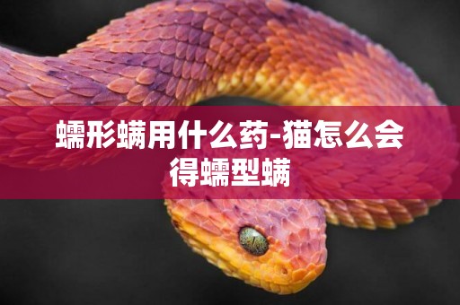 蠕形螨用什么藥-貓怎么會得蠕型螨
