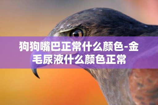 狗狗嘴巴正常什么顏色-金毛尿液什么顏色正常