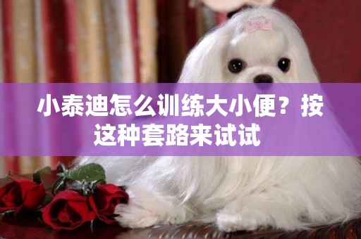 小泰迪怎么訓練大小便？按這種套路來試試 