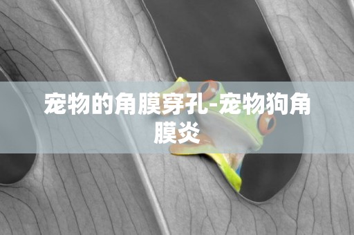 寵物的角膜穿孔-寵物狗角膜炎