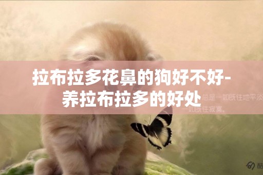 拉布拉多花鼻的狗好不好-養拉布拉多的好處