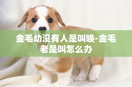 金毛幼沒有人是叫喚-金毛老是叫怎么辦