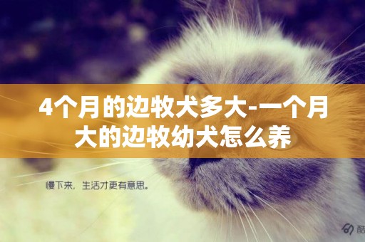 4個月的邊牧犬多大-一個月大的邊牧幼犬怎么養