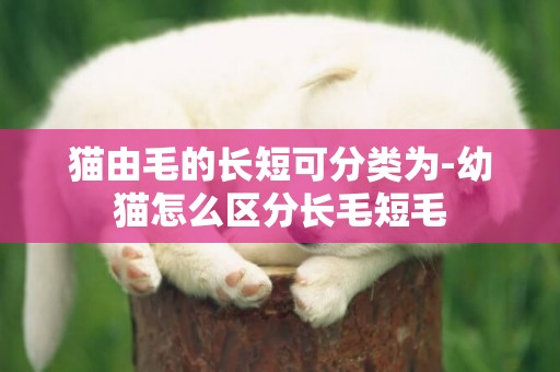 貓由毛的長短可分類為-幼貓怎么區分長毛短毛
