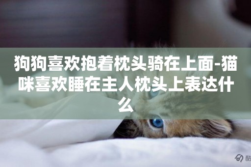 狗狗喜歡抱著枕頭騎在上面-貓咪喜歡睡在主人枕頭上表達什么
