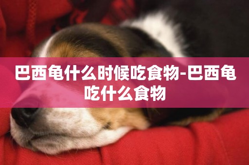巴西龜什么時候吃食物-巴西龜吃什么食物