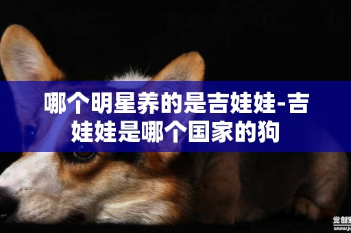 哪個明星養的是吉娃娃-吉娃娃是哪個國家的狗
