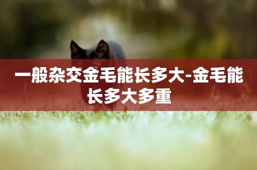 一般雜交金毛能長多大-金毛能長多大多重