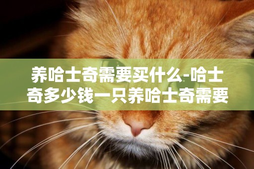 養哈士奇需要買什么-哈士奇多少錢一只養哈士奇需要注意些什么