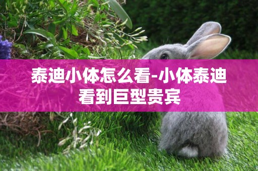 泰迪小體怎么看-小體泰迪看到巨型貴賓
