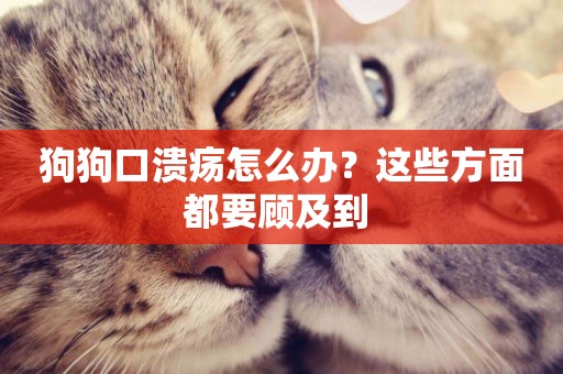 狗狗口潰瘍怎么辦？這些方面都要顧及到 