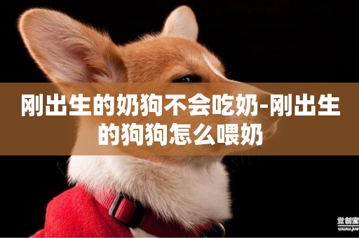 剛出生的奶狗不會吃奶-剛出生的狗狗怎么喂奶