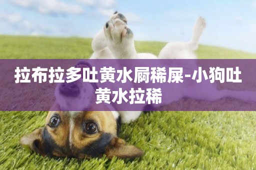 拉布拉多吐黃水屙稀屎-小狗吐黃水拉稀