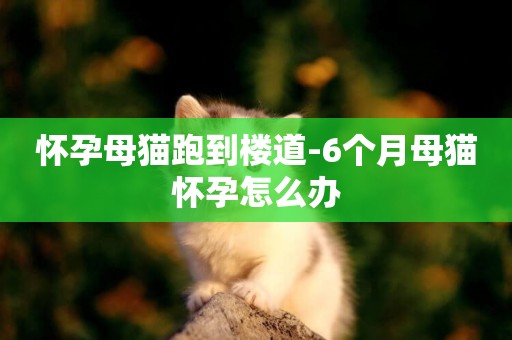 懷孕母貓跑到樓道-6個月母貓懷孕怎么辦
