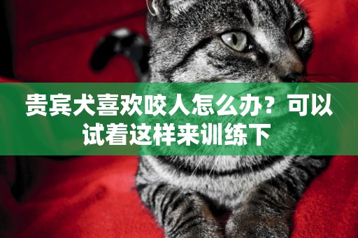 貴賓犬喜歡咬人怎么辦？可以試著這樣來訓練下 