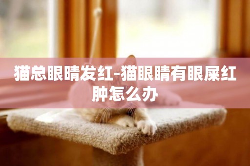 貓總眼晴發紅-貓眼睛有眼屎紅腫怎么辦