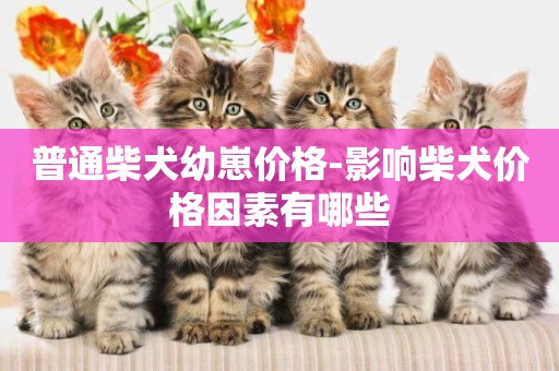 普通柴犬幼崽價格-影響柴犬價格因素有哪些