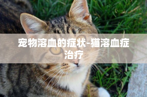 寵物溶血的癥狀-貓溶血癥治療